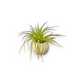 Mellow Monkey handcrafted white ceramic ribbed pot with a vibrant green Tillandsia air plant