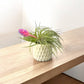 Mellow Monkey handcrafted white ceramic pot with a textured geometric pattern holding a blooming Tillandsia air plant.