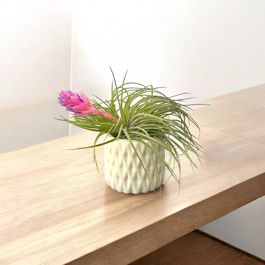 Mellow Monkey handcrafted white ceramic pot with a textured geometric pattern holding a blooming Tillandsia air plant.