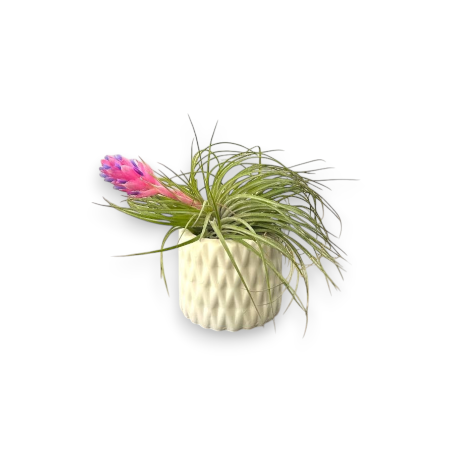 Mellow Monkey handcrafted ceramic pot with a textured geometric pattern holding a vibrant pink and purple air plant