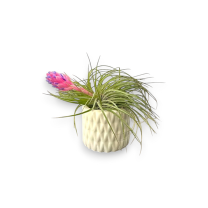 Mellow Monkey handcrafted ceramic pot with a textured geometric pattern holding a vibrant pink and purple air plant