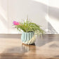 Mellow Monkey handcrafted ceramic air plant pot with a blooming Tillandsia on a wooden table in soft sunlight