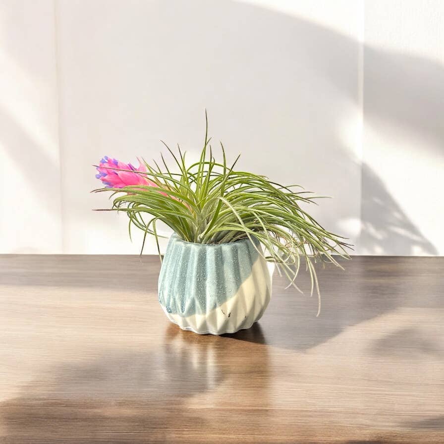 Mellow Monkey handcrafted ceramic air plant pot with a blooming Tillandsia on a wooden table in soft sunlight