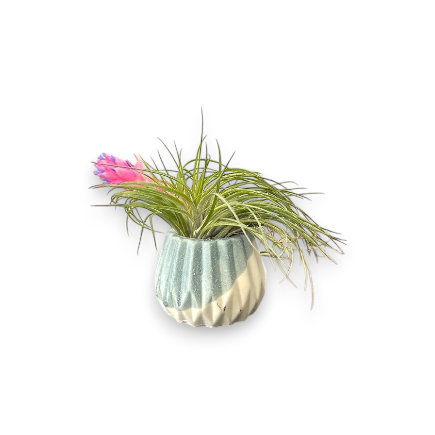 Mellow Monkey handcrafted ceramic air plant pot with a blooming Tillandsia featuring green leaves and a pink flower