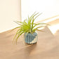 Mellow Monkey handcrafted ceramic air plant pot with a green Tillandsia in a blue and white textured geometric planter
