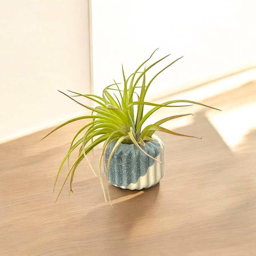 Mellow Monkey handcrafted ceramic air plant pot with a green Tillandsia in a blue and white textured geometric planter