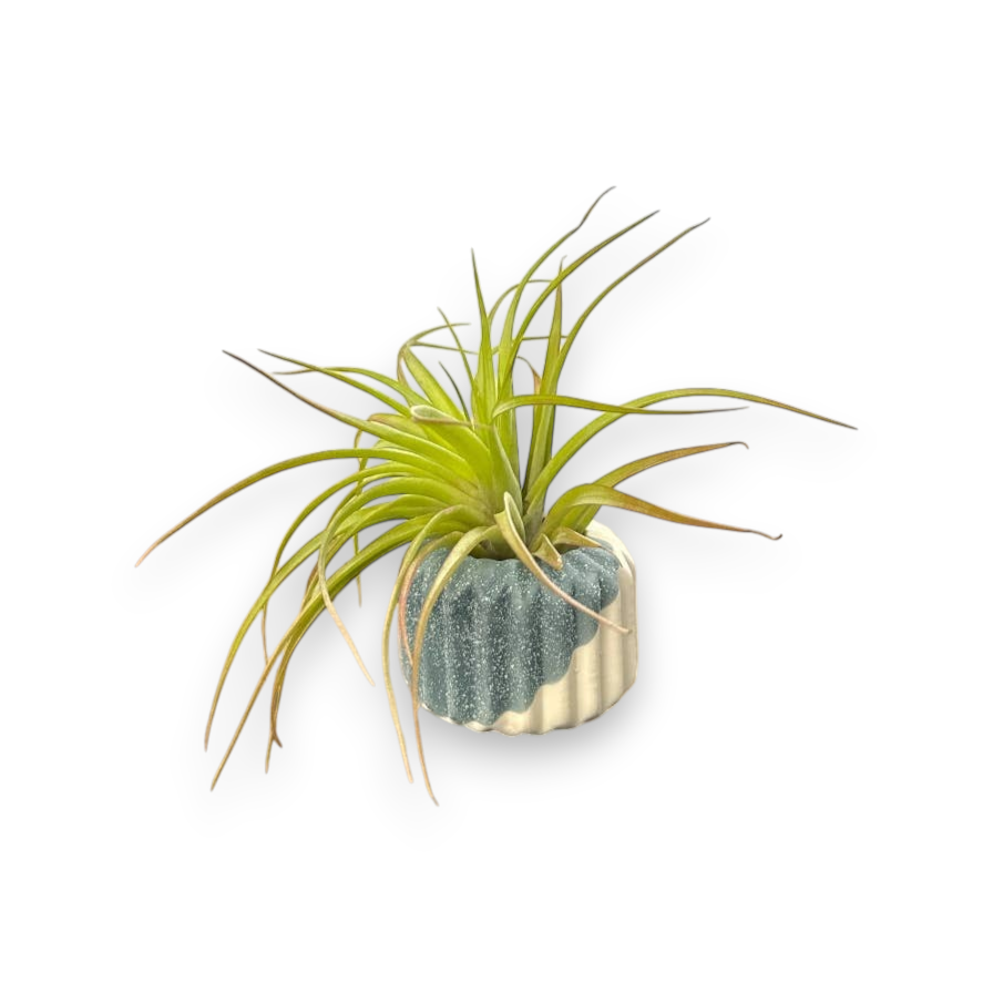 Mellow Monkey handcrafted ceramic air plant pot with a textured grey and white geometric design and Tillandsia plant