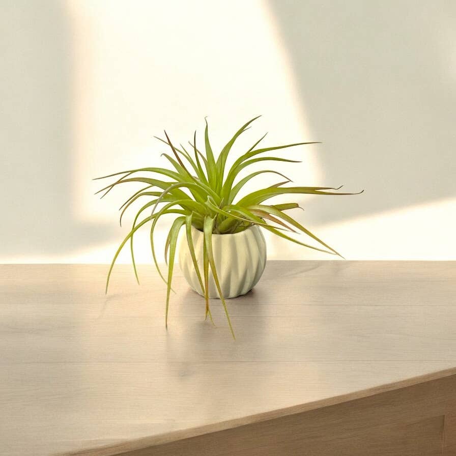 Mellow Monkey handcrafted ceramic air plant pot with a vibrant green Tillandsia on a wooden surface