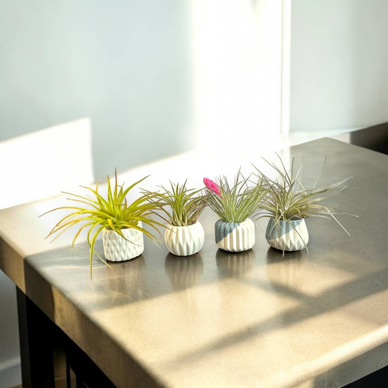 Mellow Monkey set of four small handcrafted ceramic pots with various Tillandsia air plants on a sunlit table