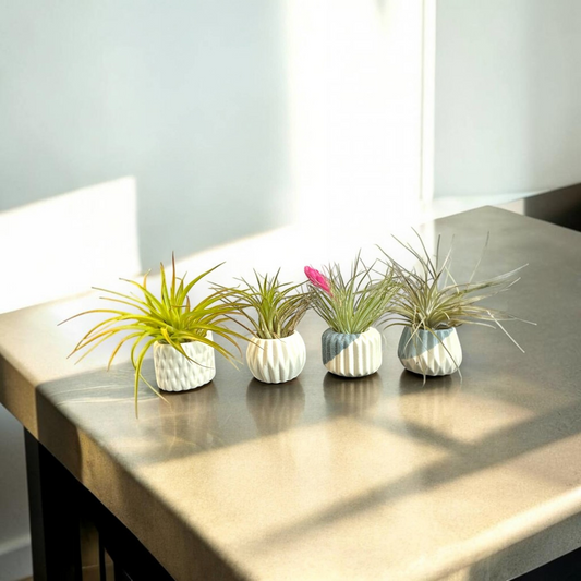 Mellow Monkey set of four small handcrafted ceramic pots with various Tillandsia air plants on a sunlit table