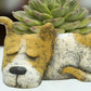 Mellow Monkey Luna Sleeping Dog Blobhouse Planter, a charming poly-resin planter shaped like a dog, holding a succulent.
