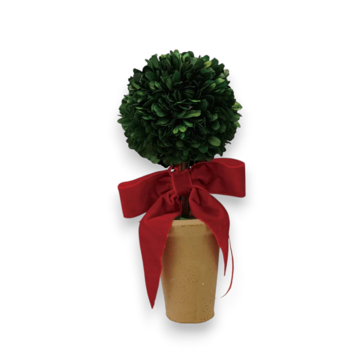 Mellow Monkey dried boxwood topiary sphere in a rustic terra-cotta pot accented with a festive red velvet bow.