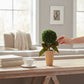 Mellow Monkey dried boxwood topiary in a terra-cotta pot with a green velvet bow on a wooden table