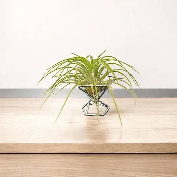 Mellow Monkey mini air plant stand with a geometric silver metal frame holding a green air plant on a wooden desk