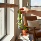 Mellow Monkey green ceramic squid hanging planter with a live Tillandsia air plant held by a hand near a window.