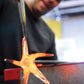 Mellow Monkey hand-blown glass star being shaped by a glassblower with metal tongs in a studio setting