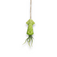 Mellow Monkey hanging ceramic squid planters in green, pink, and blue with live Tillandsia air plants on twine cords.