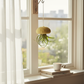 Mellow Monkey hanging green Tillandsia air plant inside a natural sea urchin shell suspended by a string in a window.