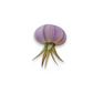 Mellow Monkey hanging sea urchin shells in purple, pink, brown, and green with live Tillandsia air plants