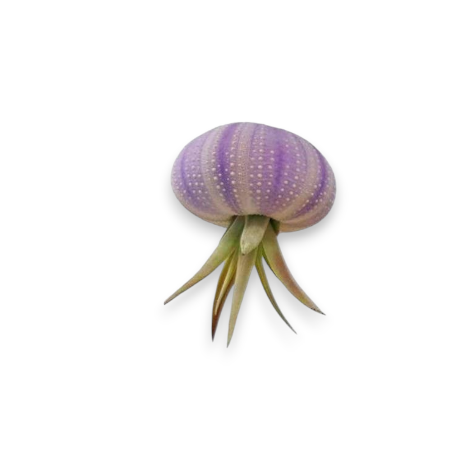 Mellow Monkey hanging sea urchin shells in purple, pink, brown, and green with live Tillandsia air plants
