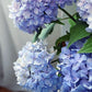 Mellow Monkey Happily Hydrangea paint by number kit featuring vibrant blue and purple flower clusters on canvas.