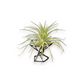 Mellow Monkey mini air plant stand with a green tillandsia in a black geometric metal frame on a white background