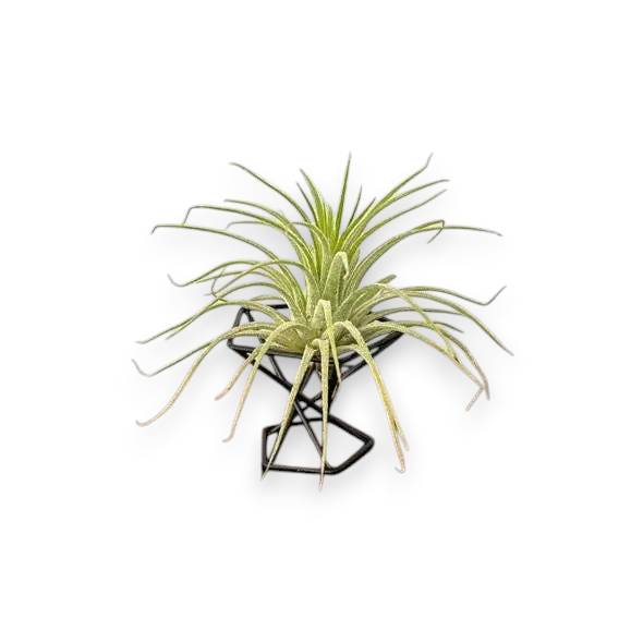 Mellow Monkey mini air plant stand with a green tillandsia in a black geometric metal frame on a white background