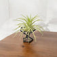 Mellow Monkey mini black metal air plant stand with a green air plant on a wooden surface