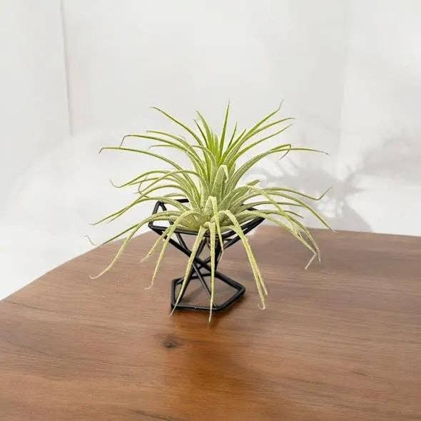 Mellow Monkey mini black metal air plant stand with a green air plant on a wooden surface