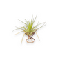 Mellow Monkey mini geometric copper wire air plant stand with a small green air plant on a white background