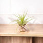 Mellow Monkey mini geometric copper air plant stand holding a green air plant on a wooden surface