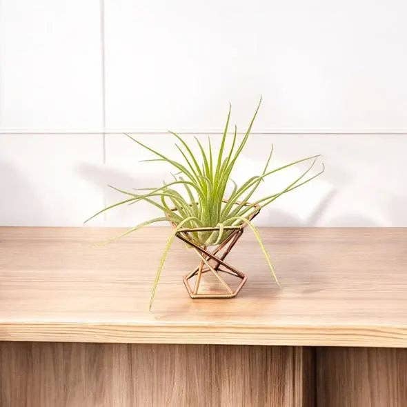 Mellow Monkey mini geometric copper air plant stand holding a green air plant on a wooden surface