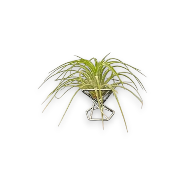 Mellow Monkey mini geometric metal air plant stand with a green air plant on a white background