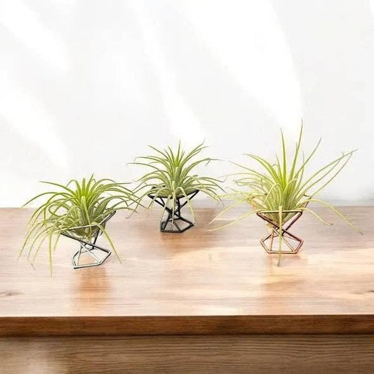 Mellow Monkey mini air plant stands in silver, black, and copper geometric metal designs on a wooden surface.