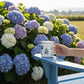 Mellow Monkey 12oz insulated stainless steel mug with nautical print held on a blue chair by hydrangea flowers