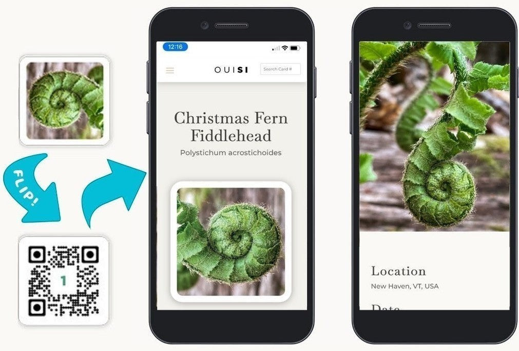 Mellow Monkey OuiSi nature photo card showing a fern fiddlehead with a QR code and smartphone app interface