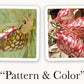 Mellow Monkey OuiSi Nature photo cards showing a spider and seed pods with matching red and white patterns