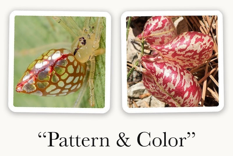 Mellow Monkey OuiSi Nature photo cards showing a spider and seed pods with matching red and white patterns