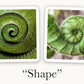 Mellow Monkey OuiSi Nature photo cards showing two green spiral shapes found in nature for visual connection games.