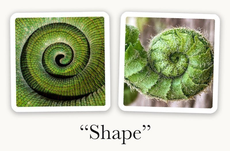 Mellow Monkey OuiSi Nature photo cards showing two green spiral shapes found in nature for visual connection games.