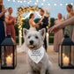 Mellow Monkey white pet bandana with "My Humans Are Getting Married!" text and gold rings graphic.