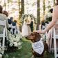 Mellow Monkey white pet bandana with black "My Humans Are Getting Married" text and gold rings.