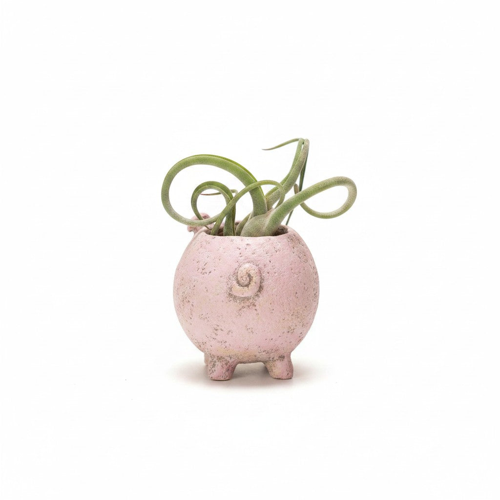Mellow Monkey Henrietta the Pig Blobhouse Planter, a pink poly-resin planter with three legs and a curly tail detail, holding a small air plant.