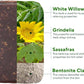Mellow Monkey Poison Ivy and Oak soap bar with natural ingredients like white willow, grindelia, and bentonite clay.