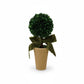 Mellow Monkey preserved boxwood topiary sphere in a terra-cotta pot with a decorative green velvet bow