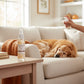 Mellow Monkey Pumpkin Spice pet odor neutralizing room spray on a wooden table with a dog resting on a nearby sofa.