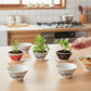 Mellow Monkey Ramen Garden plant growing kits in ceramic bowls with chopsticks, featuring bok choy and scallions.