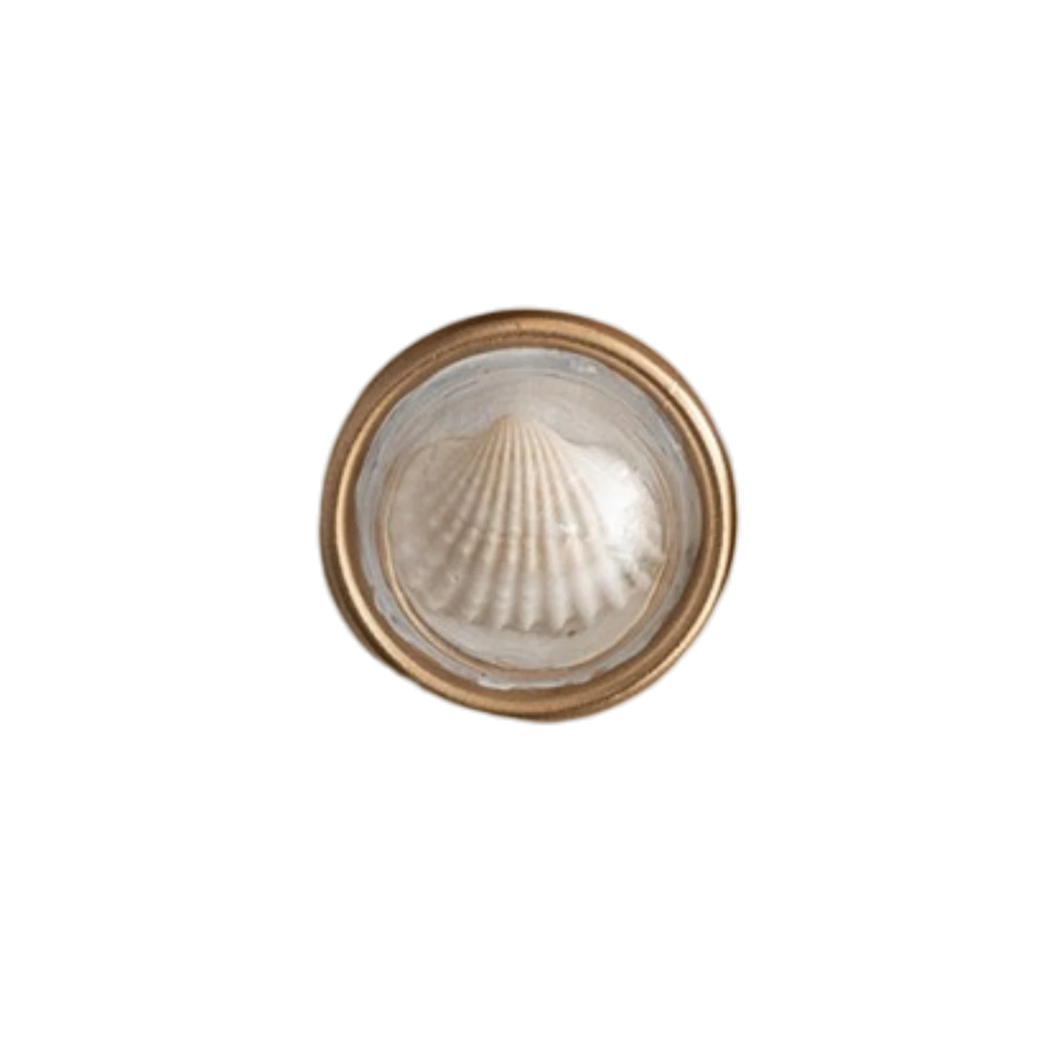 Mellow Monkey set of 6 resin convex shell magnets, featuring real shells under a clear dome with a gold rim.