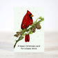 Mellow Monkey sarcastic Christmas card featuring a red cardinal on a snowy pine branch with pinecones