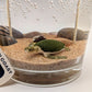 Mellow Monkey Sea Turtle Ocean gel candle with a green turtle figurine, sand, and seashells in a clear glass jar.